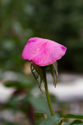 月季花瓣