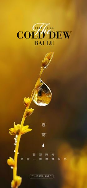 寒露海报二十四节气植物珠
