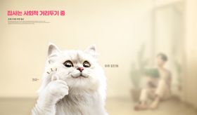 小猫海报