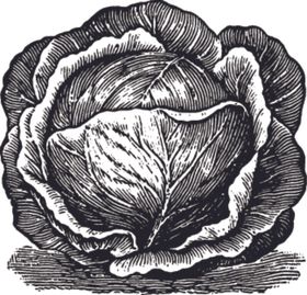 素描手绘蔬菜
