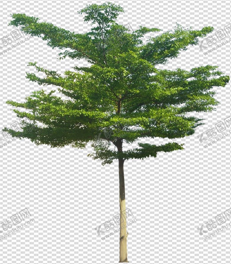 编号：25776407031540324515【酷图网】源文件下载-透明底植物