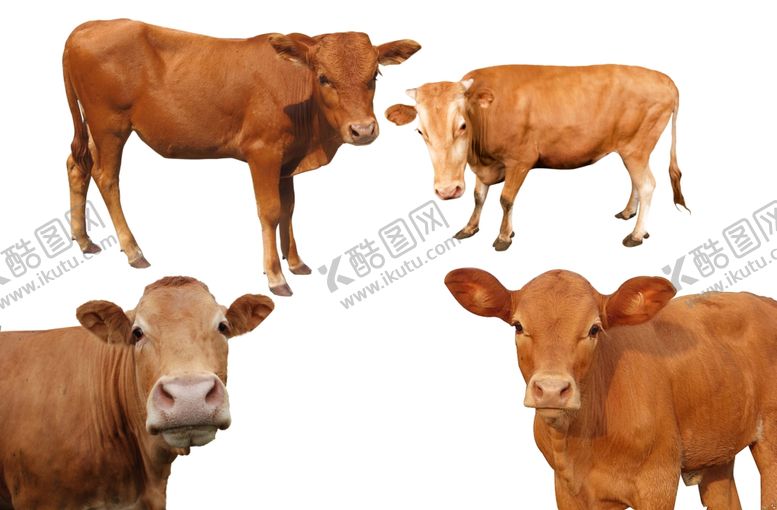 编号：55287709191722095793【酷图网】源文件下载-黄牛