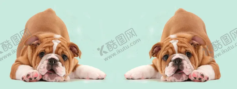 编号：74686911301139224186【酷图网】源文件下载-小狗