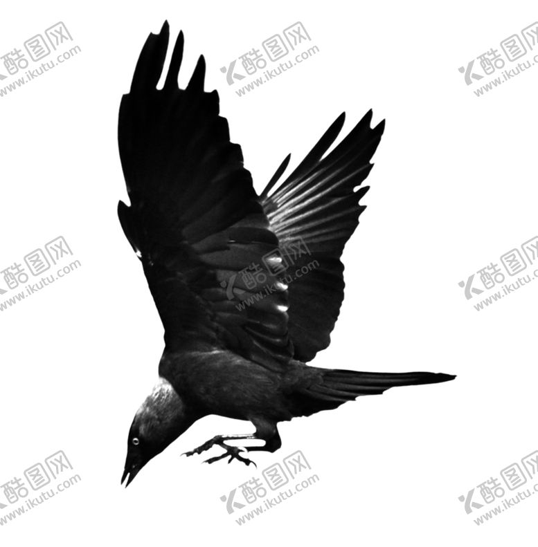 编号：15266705090006171692【酷图网】源文件下载-乌鸦