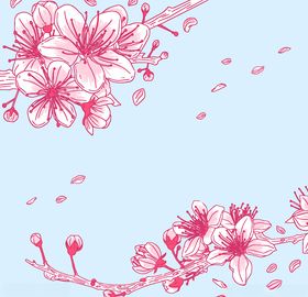 樱花