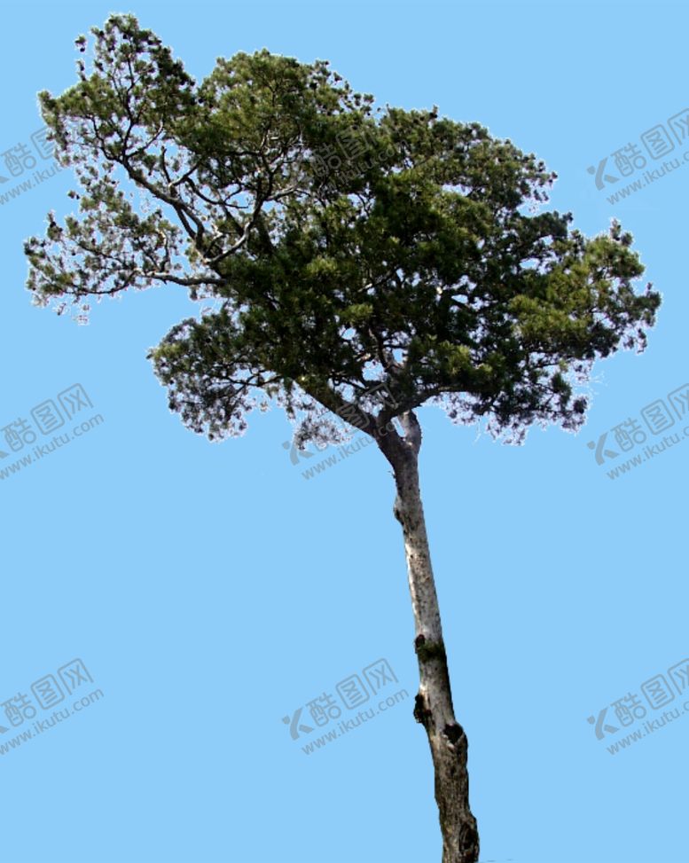 编号：56114309261138288346【酷图网】源文件下载-景观树