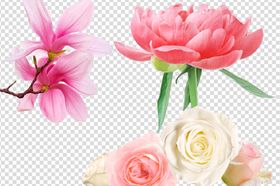 花朵鲜花花儿