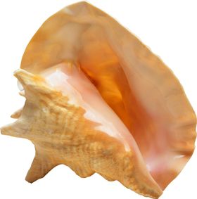 贝壳
