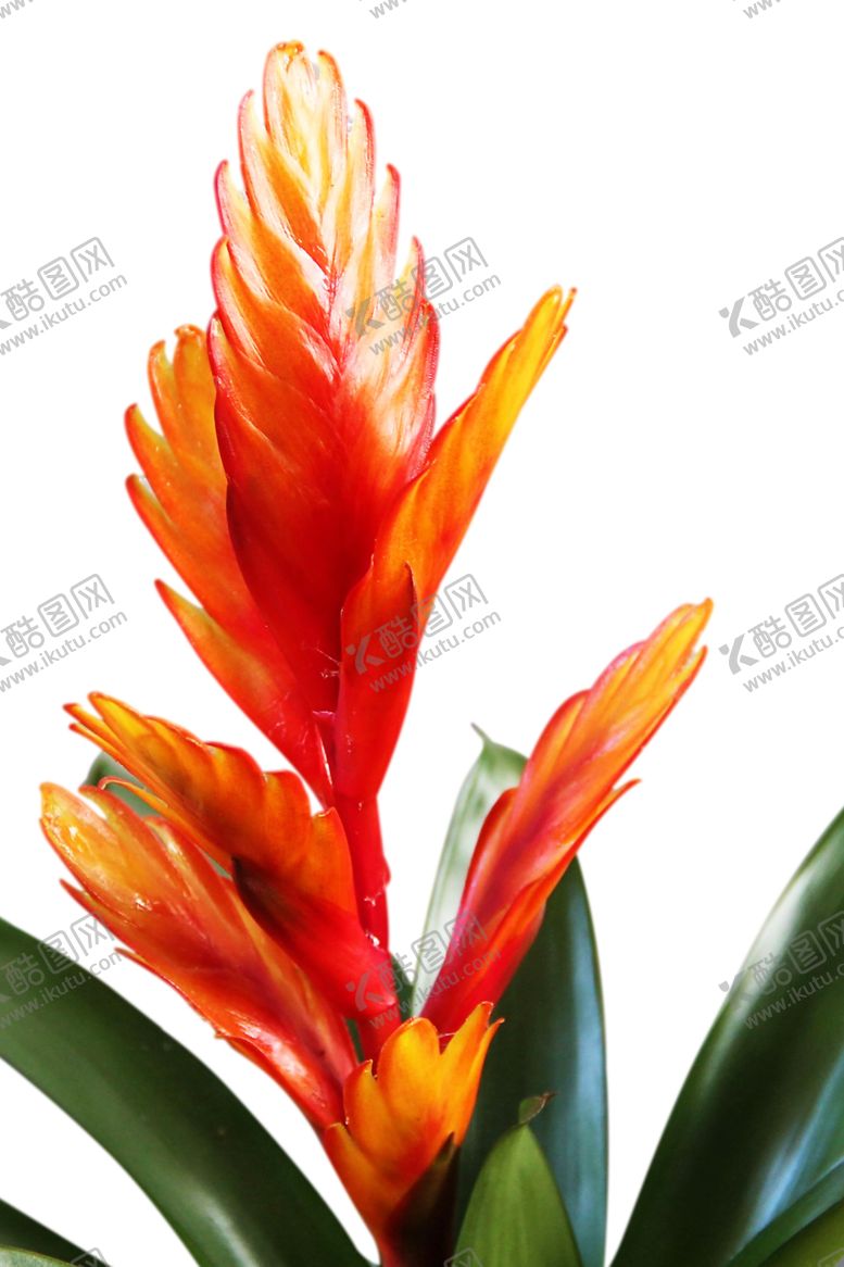 编号：29636809190220448429【酷图网】源文件下载-凤梨花