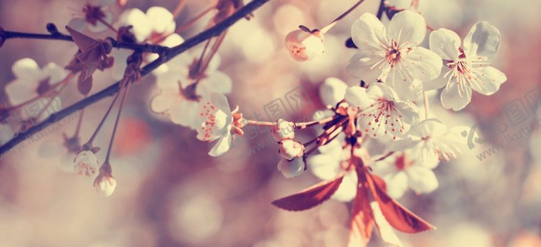 编号：95987809260558343334【酷图网】源文件下载-春天海报