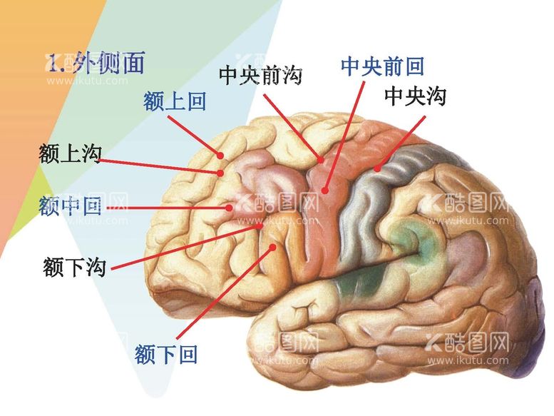 编号：10367011250146351844【酷图网】源文件下载-大脑解剖图