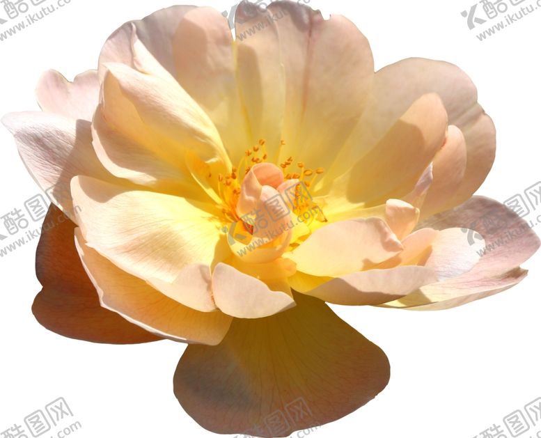 编号：34147107090237367022【酷图网】源文件下载-花朵
