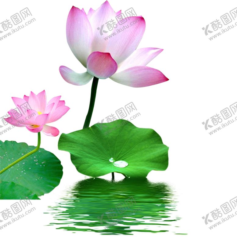 编号：30508807050612117855【酷图网】源文件下载-荷花