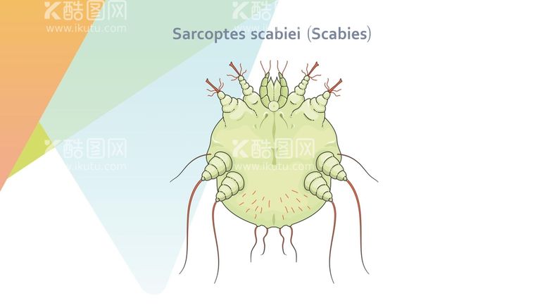 编号：80859601131616462616【酷图网】源文件下载-疥螨