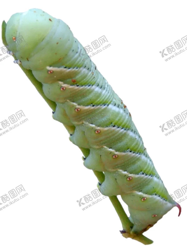 编号：77083304261513471079【酷图网】源文件下载-虫子