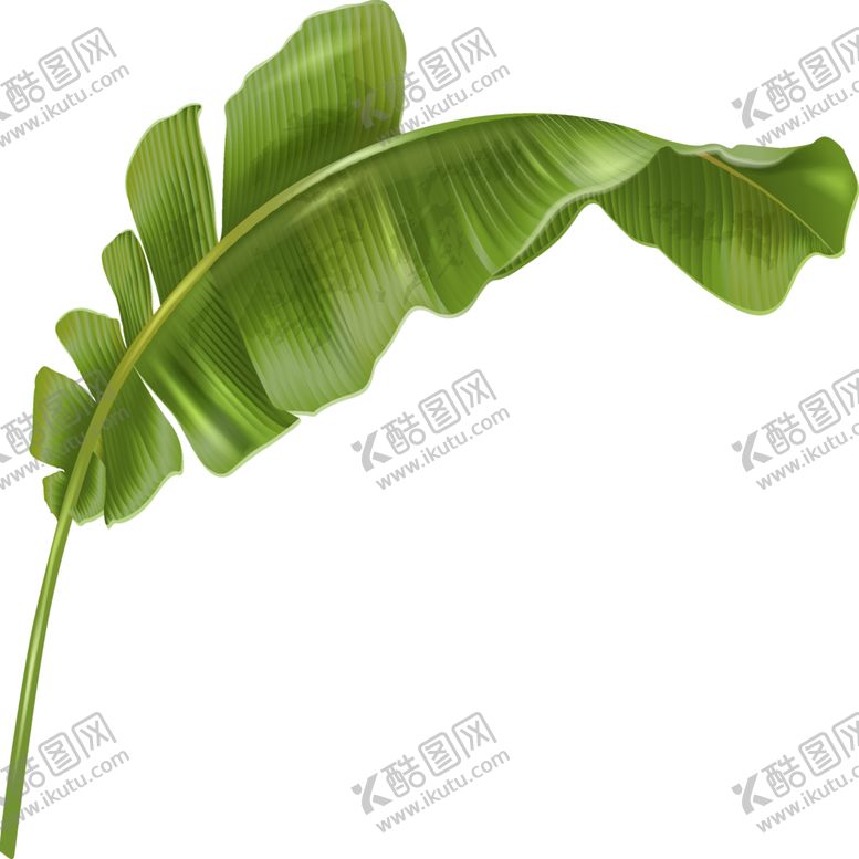 编号：42687209282159351069【酷图网】源文件下载-热带叶