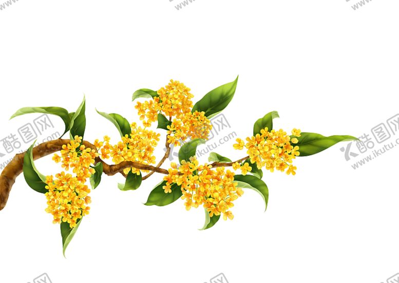 编号：57275009212111534603【酷图网】源文件下载-桂花