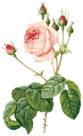 植物花卉油画装饰画