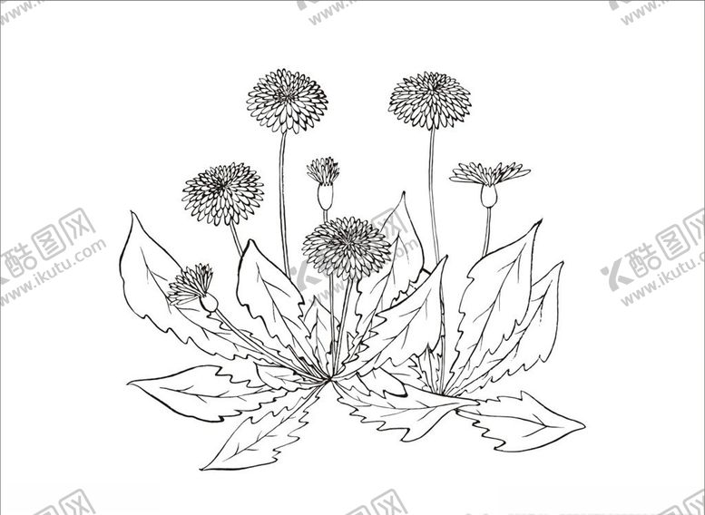 编号：51634709300652216821【酷图网】源文件下载-蒲公英