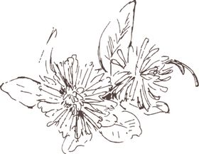 素描鲜花玫瑰朵朵绘画