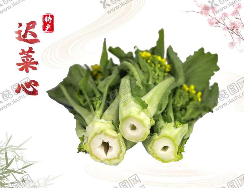 编号：45734504010737501741【酷图网】源文件下载-增城迟菜心