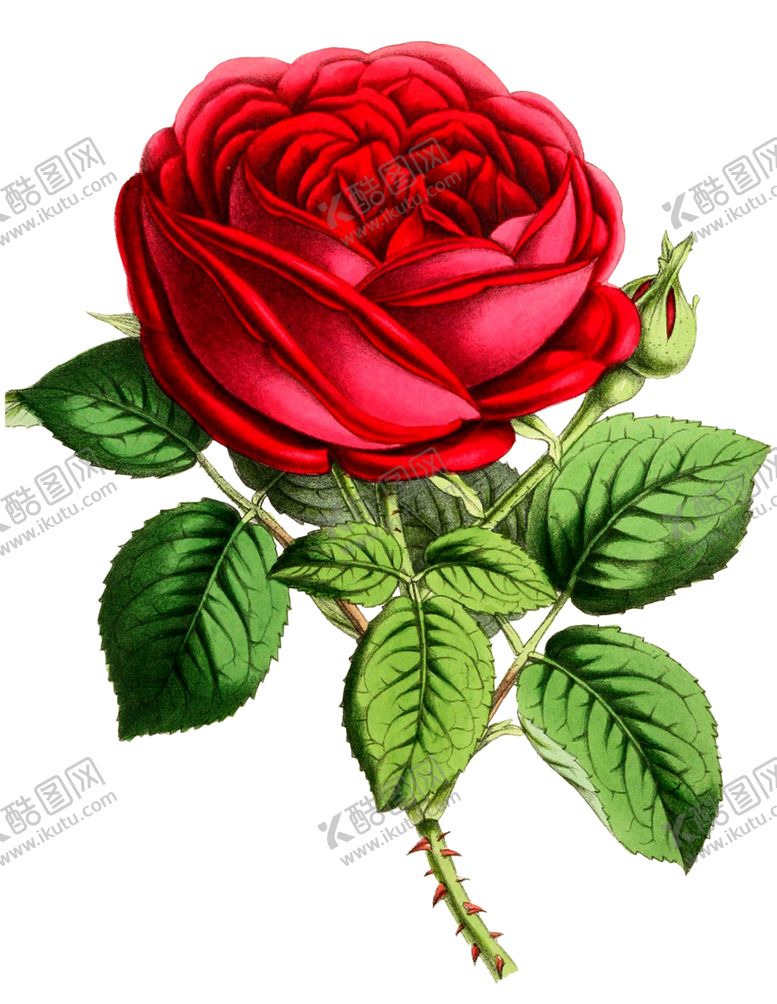 编号：65405707140038412855【酷图网】源文件下载-复古鲜花植物装饰图案