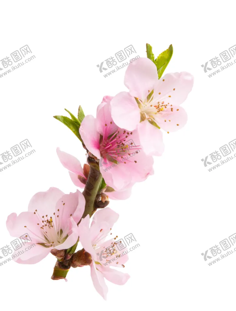 编号：93613901192049523699【酷图网】源文件下载-桃花
