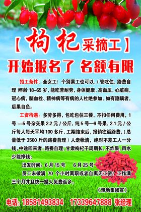 枸杞采摘工