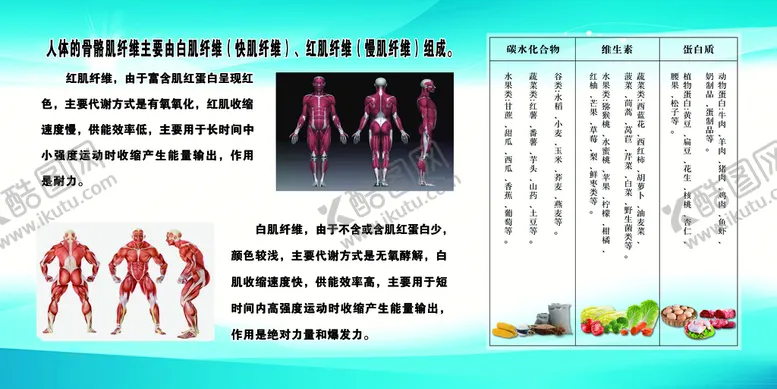 编号：81743209220622525682【酷图网】源文件下载-骨骼 纤维