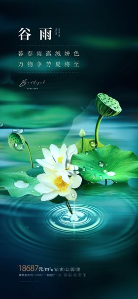 荷塘白莲碧波荡漾之景