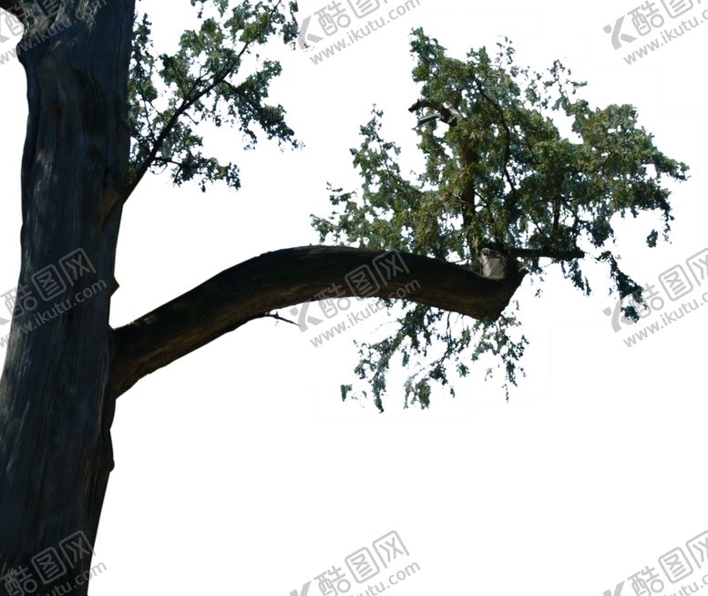 编号：12222909241440053178【酷图网】源文件下载-前景树