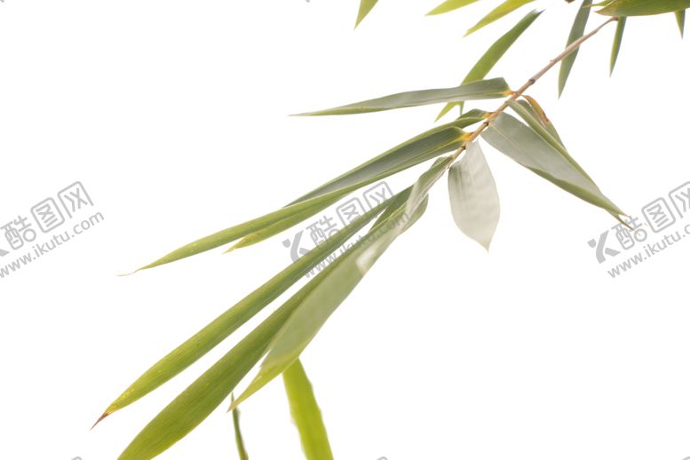 编号：72422911010451177954【酷图网】源文件下载-竹叶