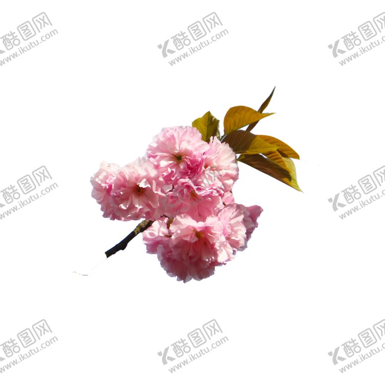 编号：55406307131852121948【酷图网】源文件下载-免扣植物花