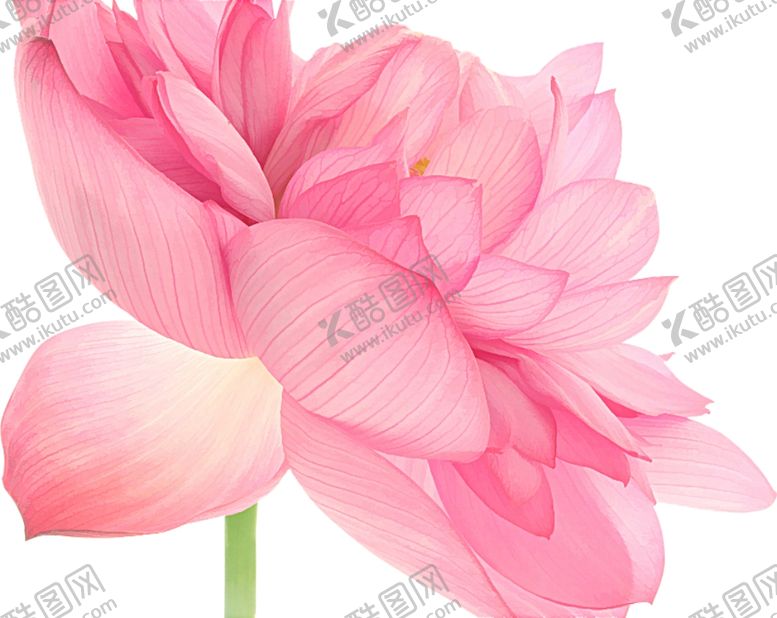 编号：83778805040204292022【酷图网】源文件下载-荷花荷叶