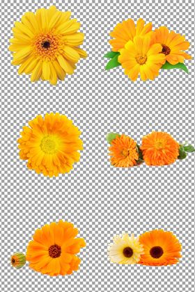 金盏花