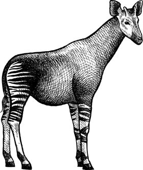 霍香插画