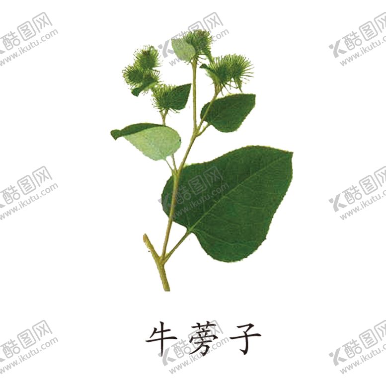 编号：90001704260543388451【酷图网】源文件下载-草本植物药材