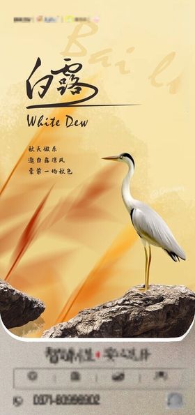 白露海报寒珠宣传
