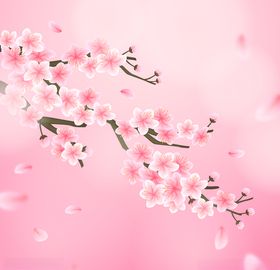樱花