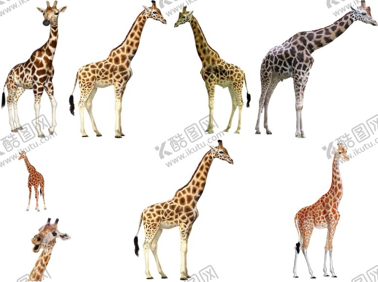 编号：26290709291332372613【酷图网】源文件下载-长颈鹿png免扣高清素材