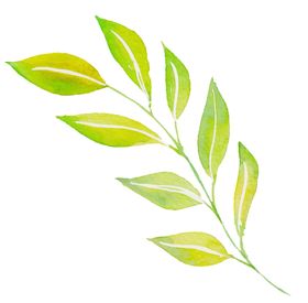 水彩植物
