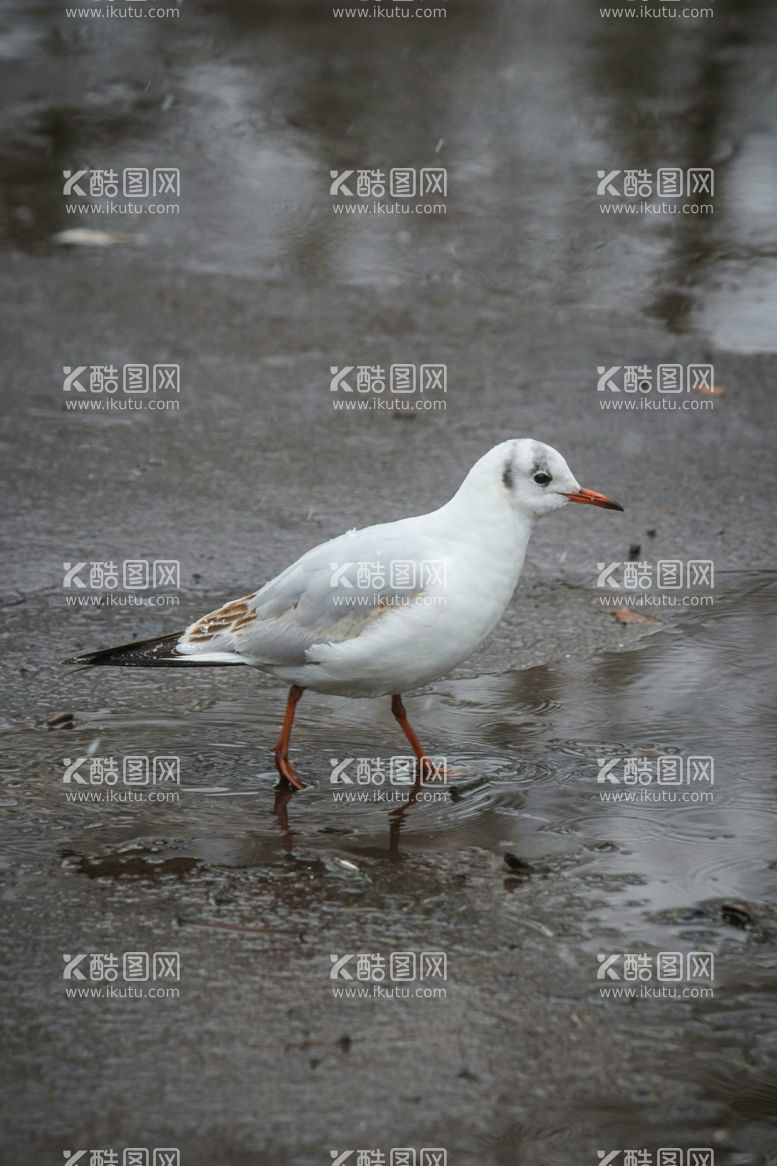 编号：60451512211712575254【酷图网】源文件下载-海鸥