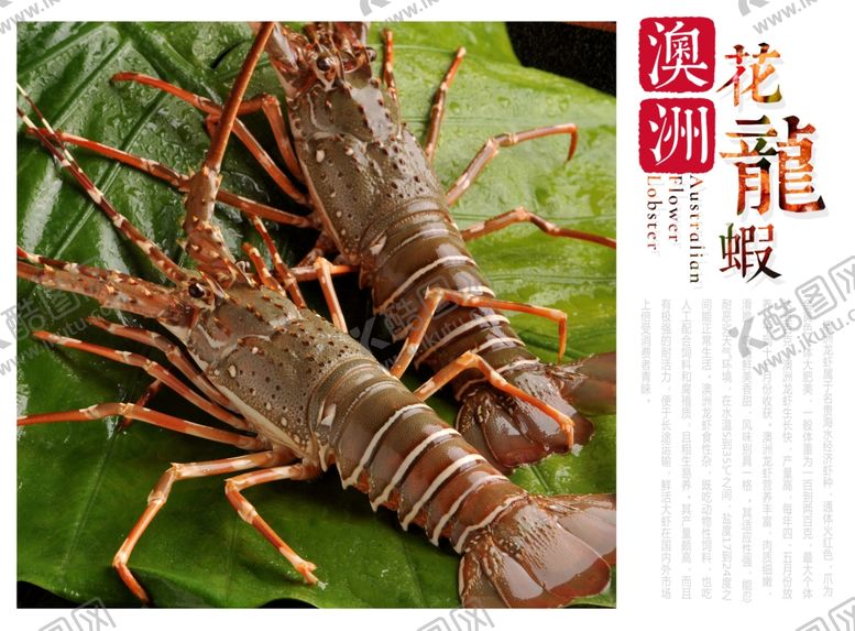 编号：85450402112056589509【酷图网】源文件下载-龙虾