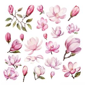 水彩粉色玉兰花插画素材