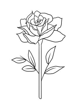 玫瑰花