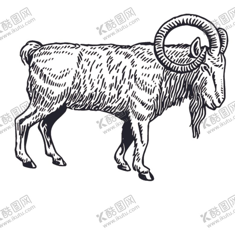 编号：21672509161106481295【酷图网】源文件下载-山羊素描绘画