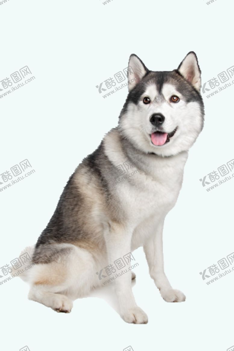编号：32381401282215421132【酷图网】源文件下载-哈士奇