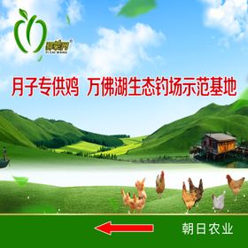 生态农业钓鱼场示范基地鸡