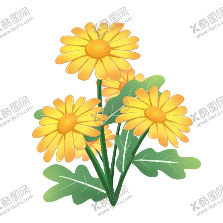 编号：73294109281346401995【酷图网】源文件下载-菊花