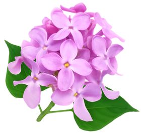 丁香花